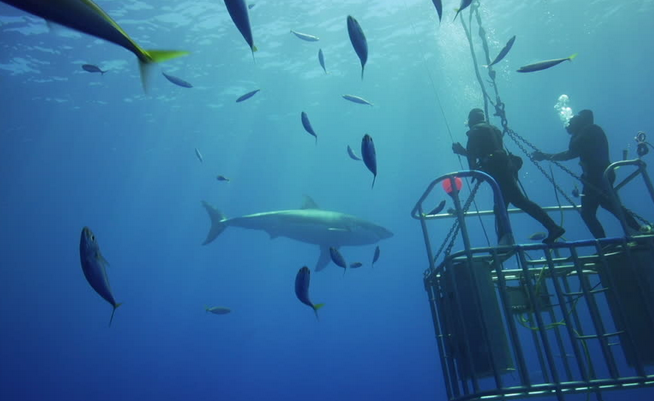 Baja Peninsula diving spots in Mexico review