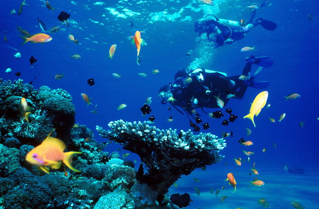 Puerto Vallarta diving spots in Mexico review