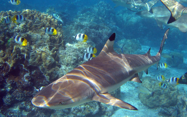 koh-kong-diving-spots